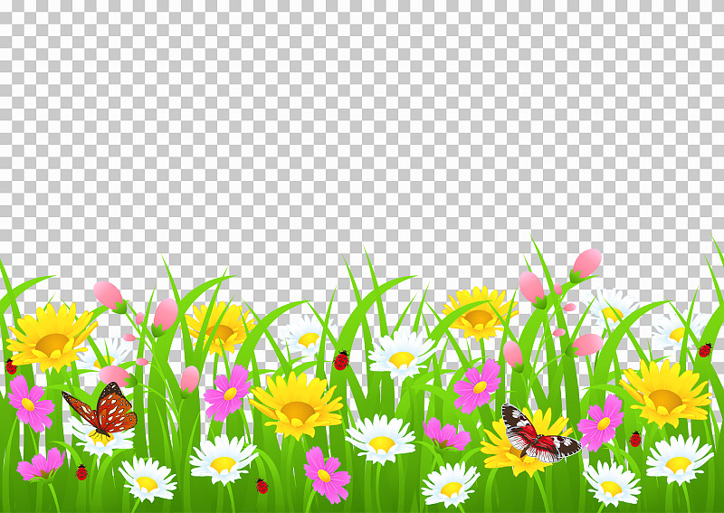 花和草的边界，黄色和白色的洋甘菊和精致的粉红色草地花和绿色的草，蝴蝶和瓢虫在透明的背景，矢量插图，卡片装饰元素图片素材